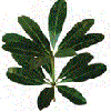 Alstonia Leaf