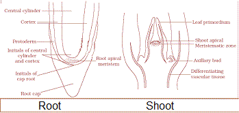 Apical-meristem