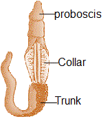 Balanoglossus