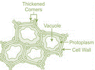 Collenchyma tissues