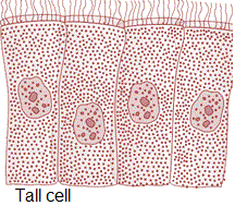 Columnar epithelium