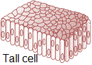 Columnar epithelium