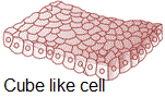 Cuboidal epithelium