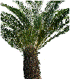 Cycas