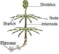 Equisetum