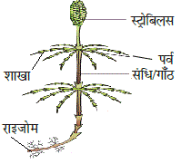 Equisetum