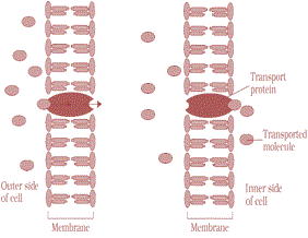 Facilitated diffusiont