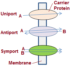 Facilitated diffusion