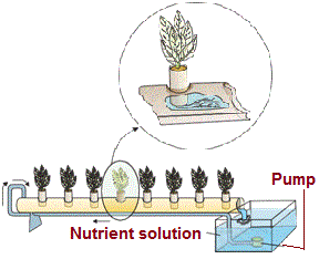 Hydroponic plant production