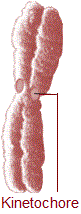 chromosome with kinetochore