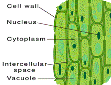 Parenchyma tissues