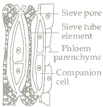 Phloem tissues