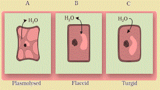 Plant_cell plasmolysis