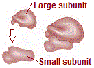 Structure of Ribosome