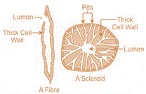 Sclerenchyma tissues