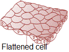 Squamous epithelium