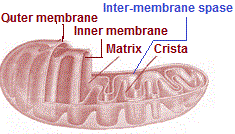 Structure of mitochondrion