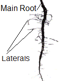 Tap root