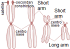 Tpe of chromosome