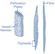 Xylem tissues