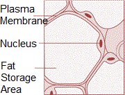 Adipose-Loose connective tissue