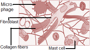 Areolar-Loose connective tissue