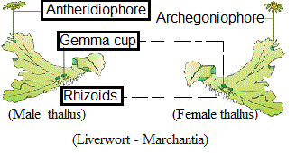 liverworts