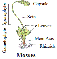 liverworts