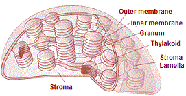 Structure of chloroplast