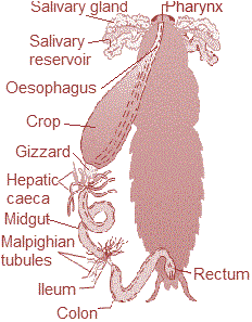 Alimentary of cockroch