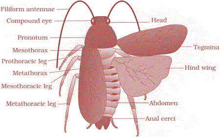 morphology of cockroch