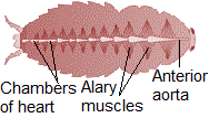 Blood vascular system of cockroch