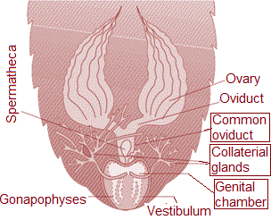 Male reproductive system of cockroch