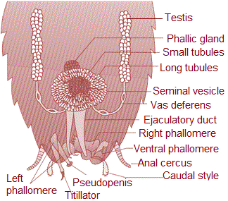 Male reproductive system of cockroch