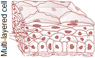 compound epithelium