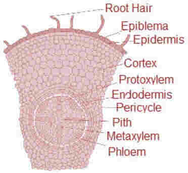 dicot root t.s.