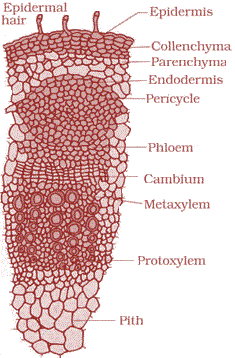 dicot Stem ts