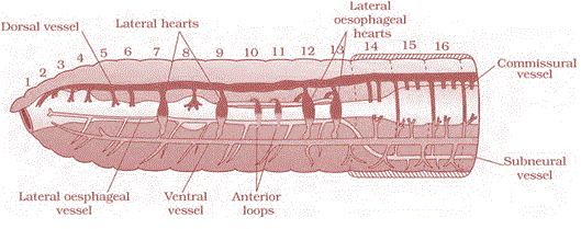 Circulatory system of earthworm