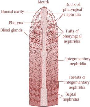  of earthworm