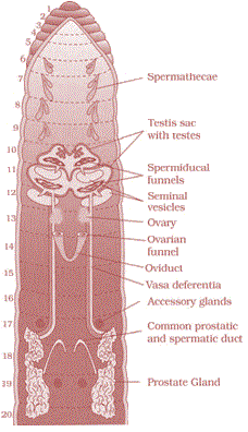 Reproductive system of earthworm