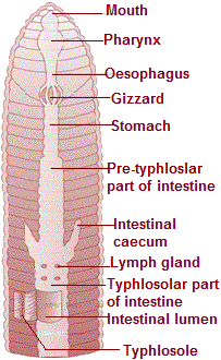 morphology of earthworm