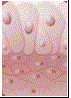 epithelial tissue