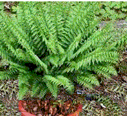 fern