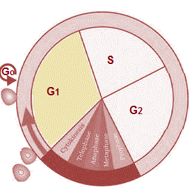 formation of two-cells-from-one-cell