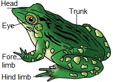 morphology of frog