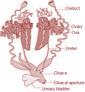 Female reproductive systems of frog