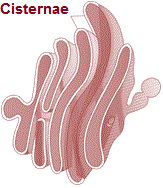 golgi apparatus