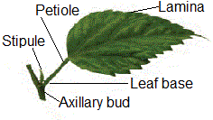 Parts of a leaf