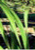 Monocot leaf