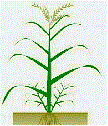 Monocot plant